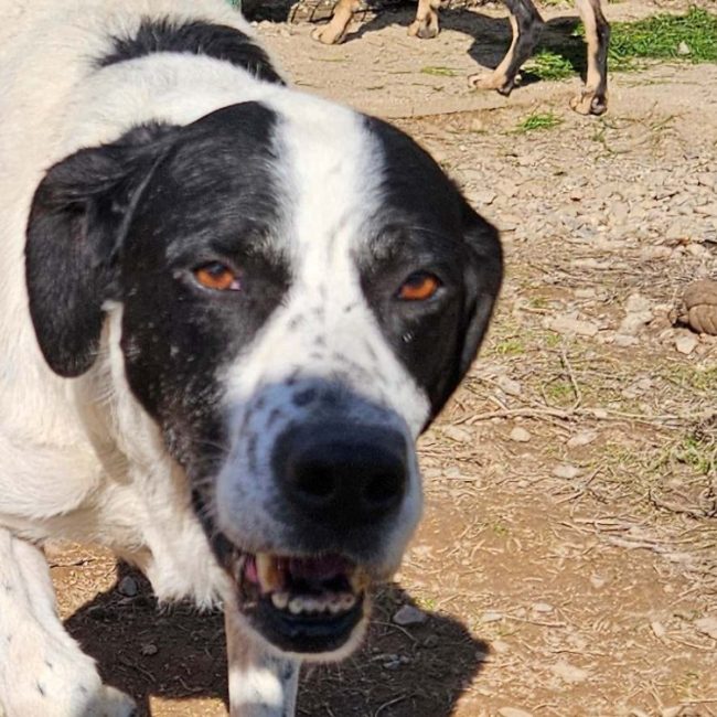 Nouky - Chien à adopter