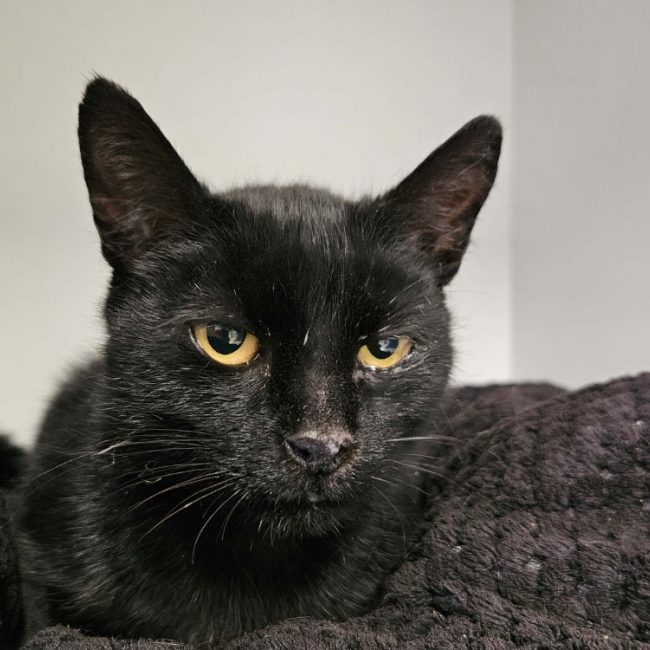 Dudul - Chat Européen à adopter