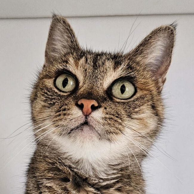 Nima - Chat Européen à adopter