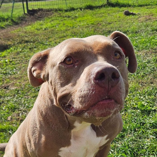 Isis - Chien American Bully à adopter