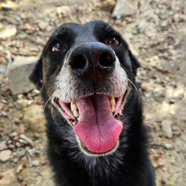 Farzbuan - Chien Berger à adopter