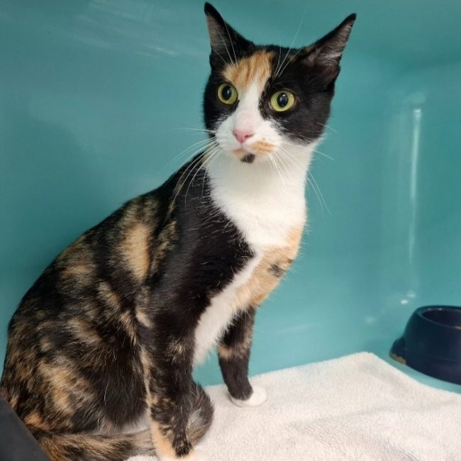 Clochette - Chat Européen à adopter