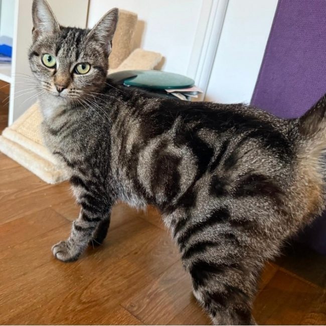 Lentille - Chat Européen à adopter
