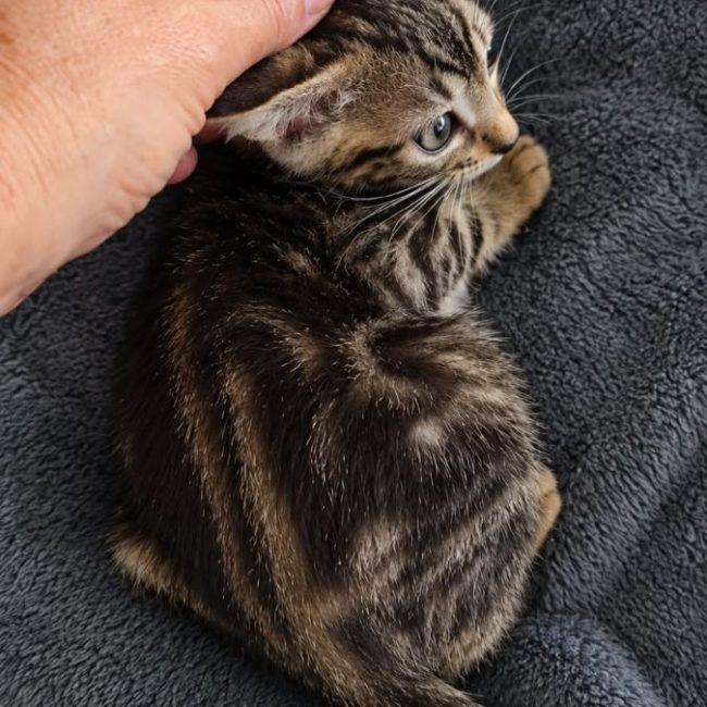 Gomi - Chat à adopter