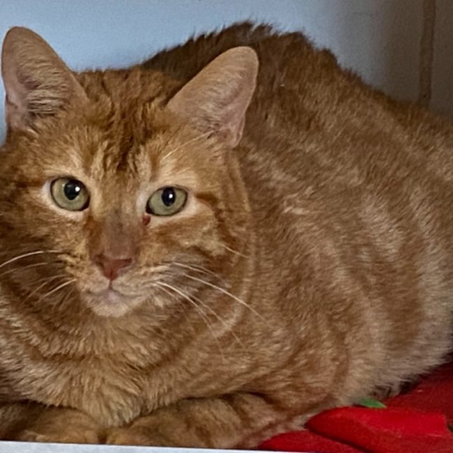 Minou - Chat Européen à adopter