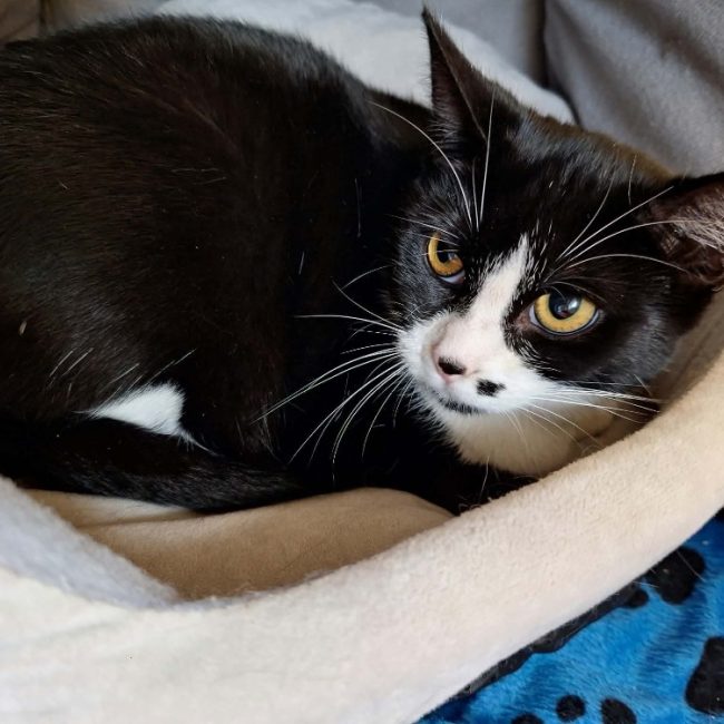 Duchesse - Chat Européen à adopter