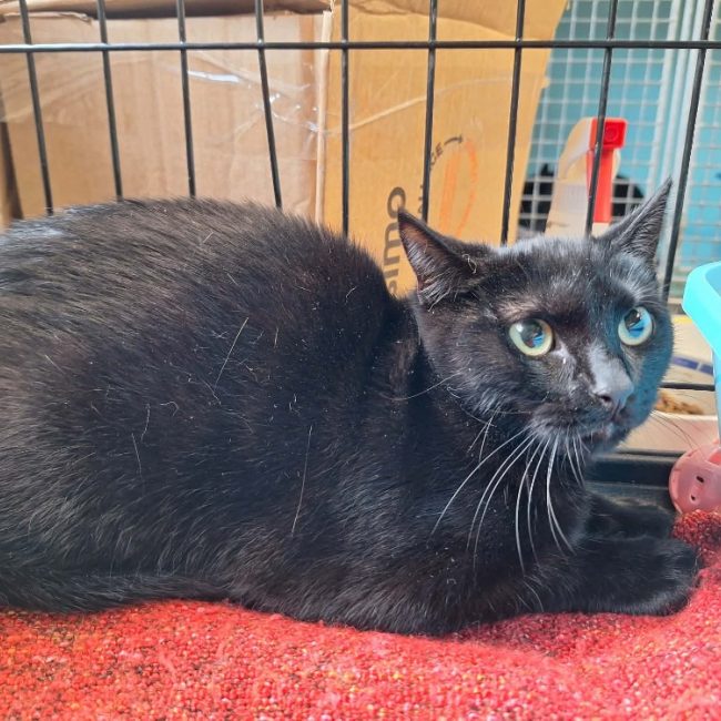 Dora - Chat Européen à adopter