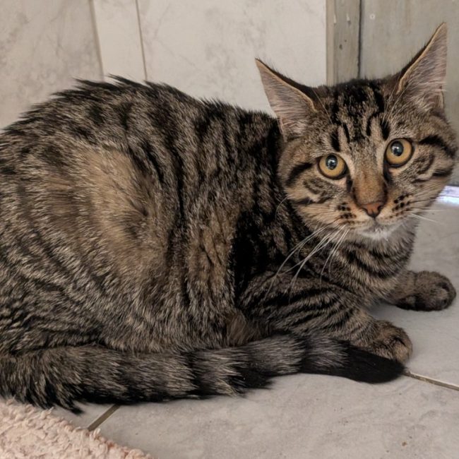 Boddah - Chat Européen à adopter