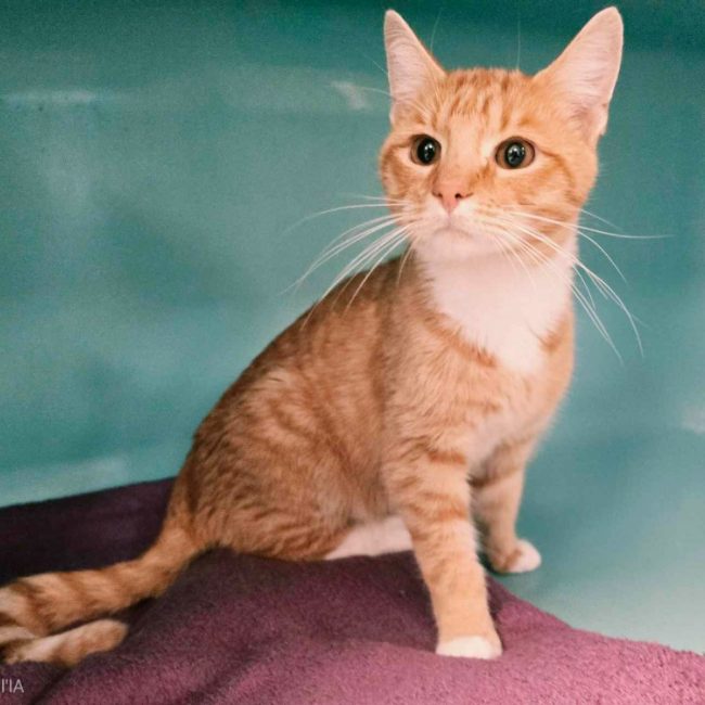 Spirou - Chat Européen à adopter