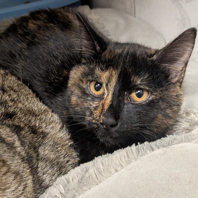 Polly - Chat Européen à adopter