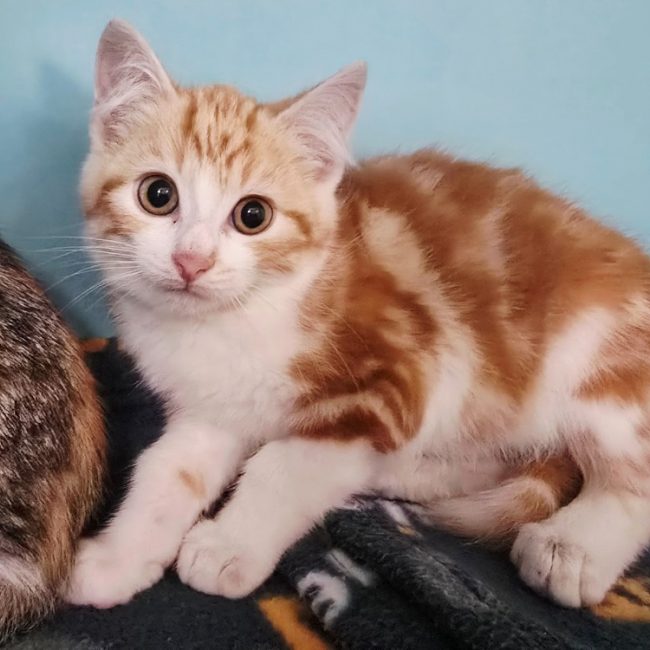 Tacos - Chat Européen à adopter