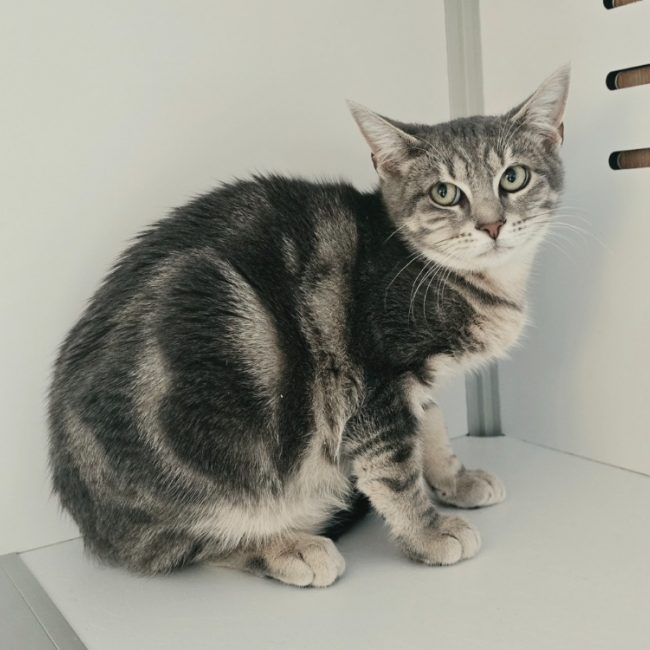 Looping - Chat Européen à adopter