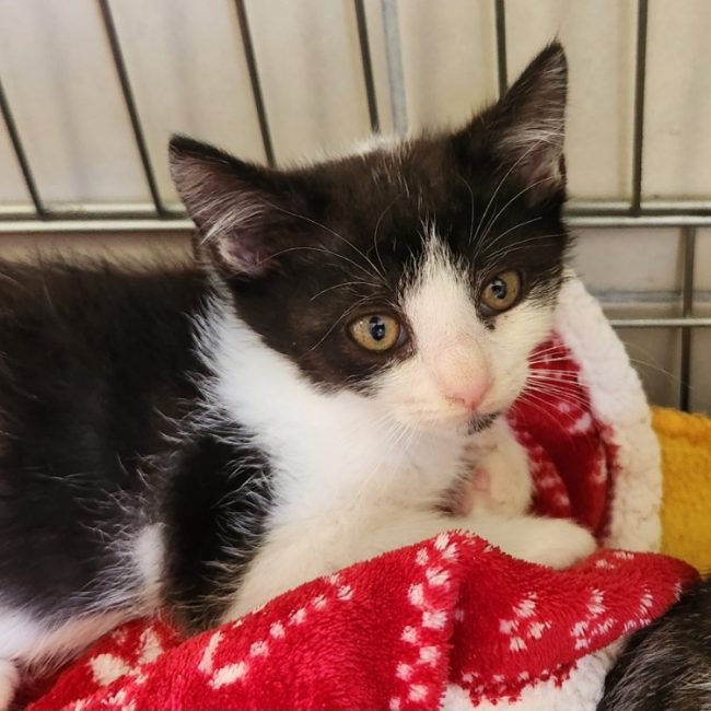 Aluminium - Chat Européen à adopter