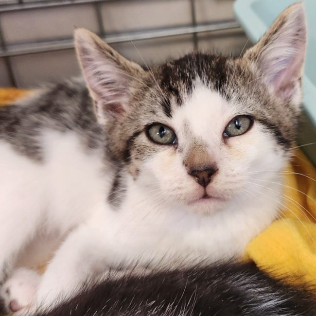 Magnesium - Chat Européen à adopter