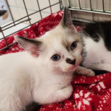 Bismuth - Chat Européen à adopter