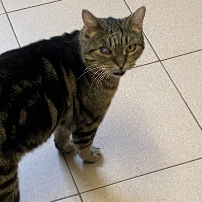Mango - Chat Européen à adopter