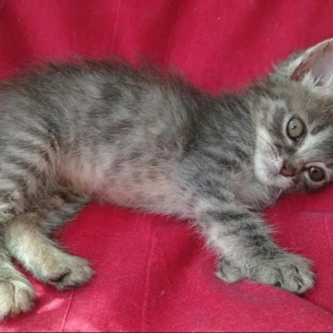 Rhapsodie - Chat Européen à adopter