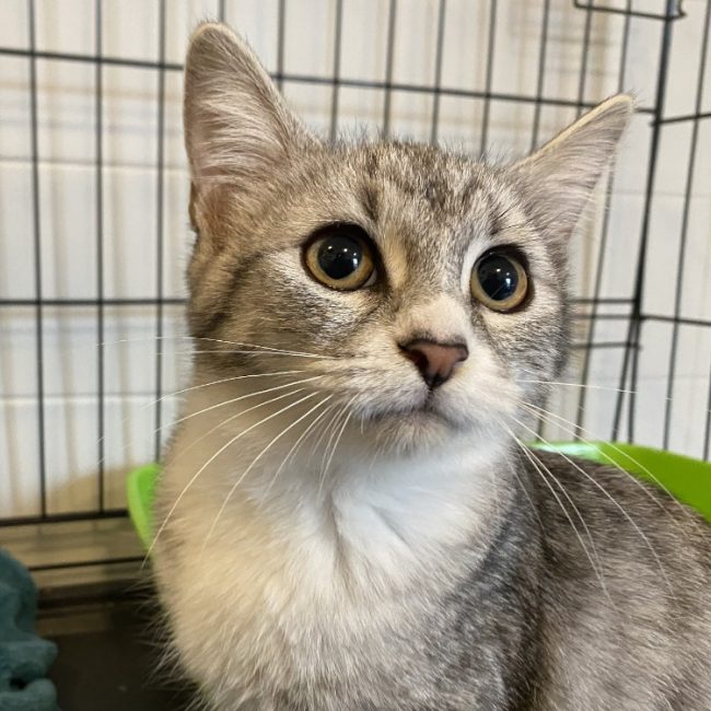 Celia - Chat Européen à adopter