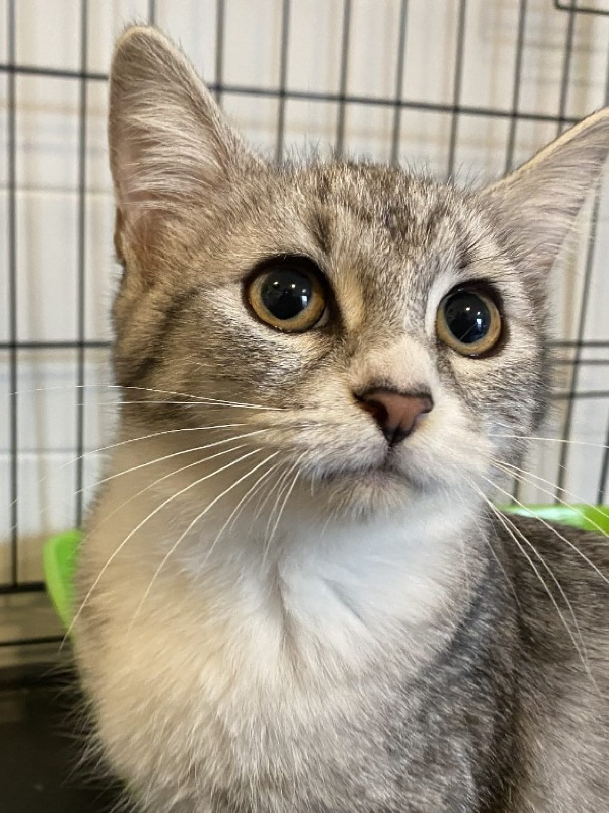 Celia - Européen à adopter à Tourcoing (59)