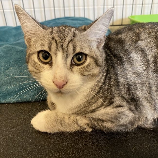 Lena - Chat Européen à adopter