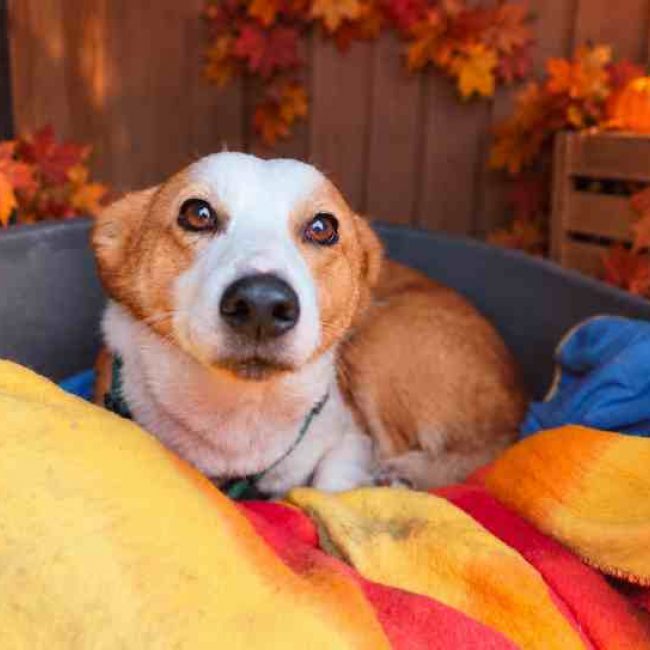 Tommy - Chien à adopter