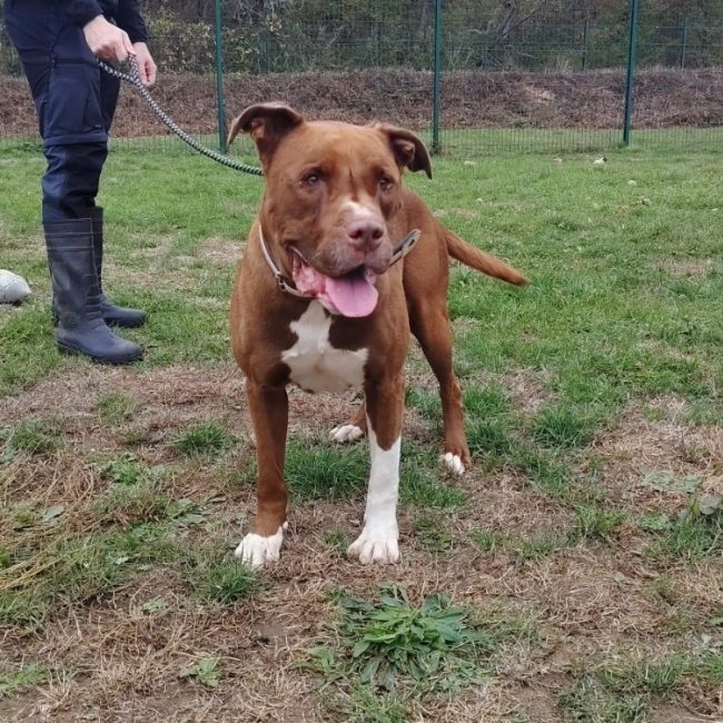 Edison - Chien à adopter