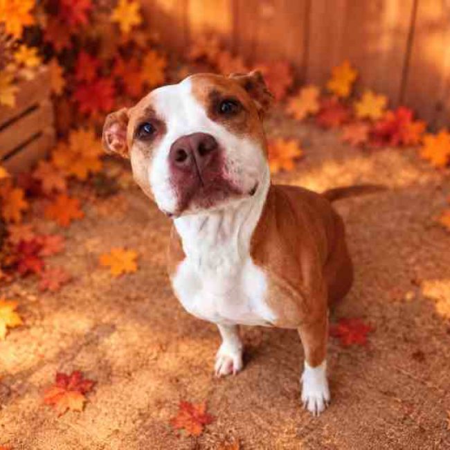 Kaila - Chien Bouledogue Américain à adopter