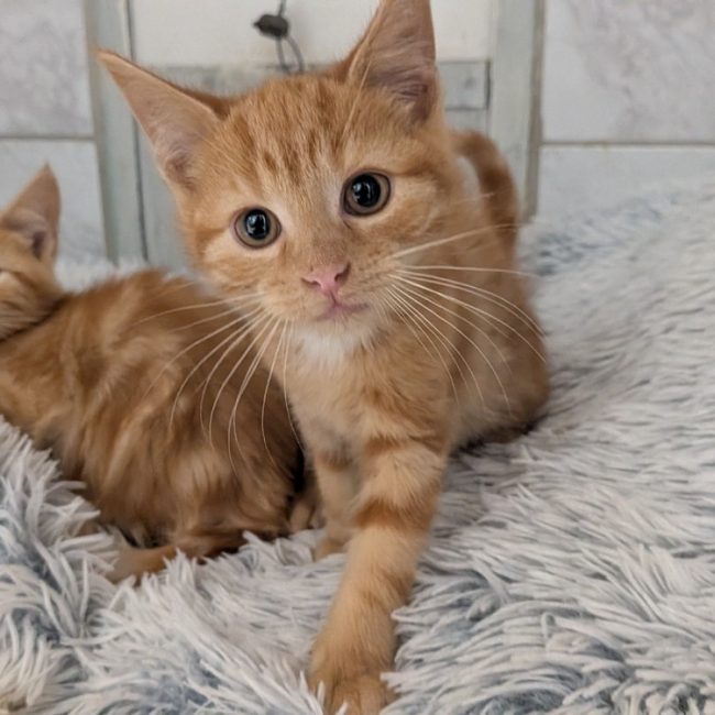 Phoenix - Chat Européen à adopter