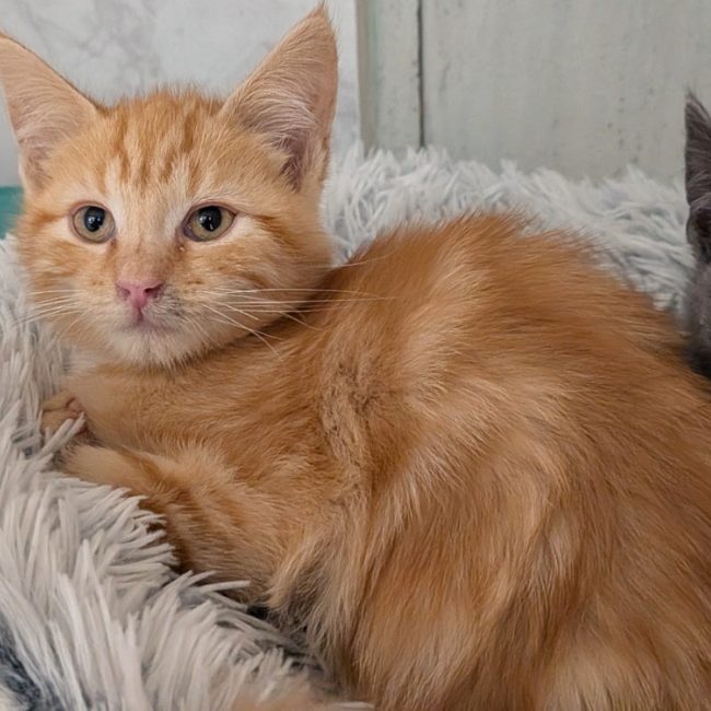 Braise - Chat Européen à adopter