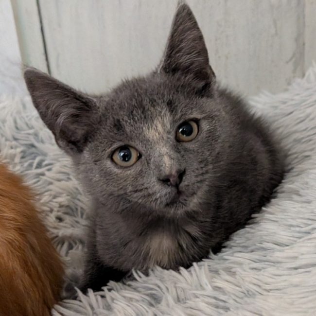 Opium - Chat Européen à adopter