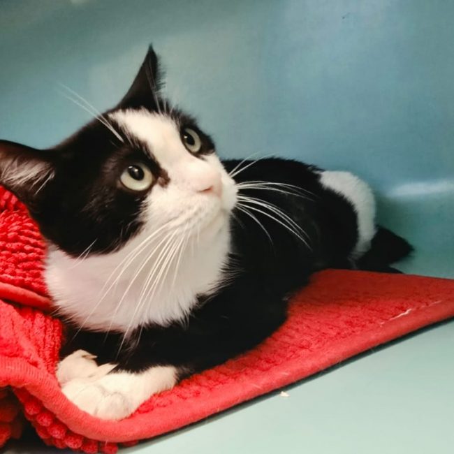Zora - Chat Européen à adopter