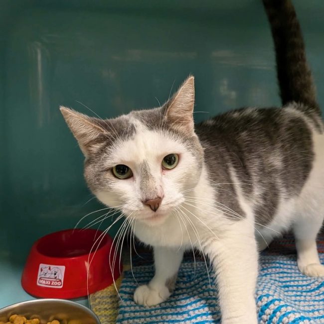 Titan - Chat Européen à adopter