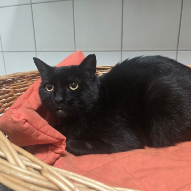 Barracuda - Chat Européen à adopter