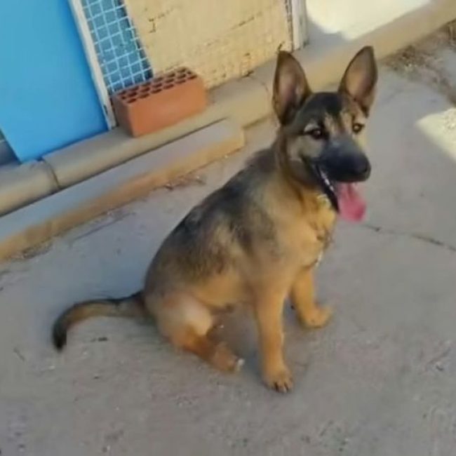 YAMAL - Chien Berger Allemand à adopter