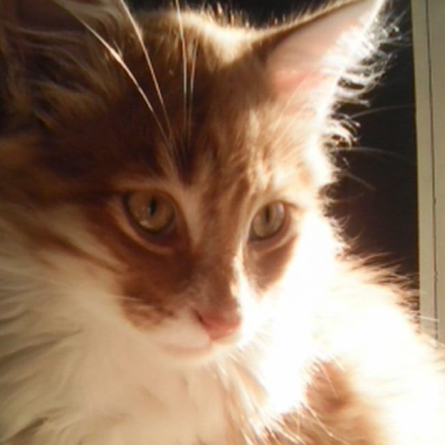 Punky - Chat Européen à adopter