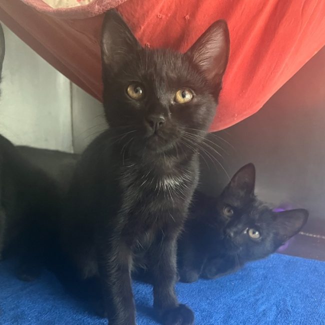 Alienor - Chat Européen à adopter