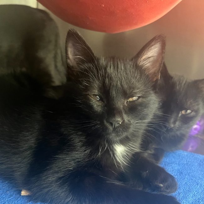 Marguerite - Chat Européen à adopter