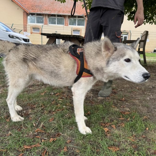 Orsnow - Chien Husky Sibérien à adopter