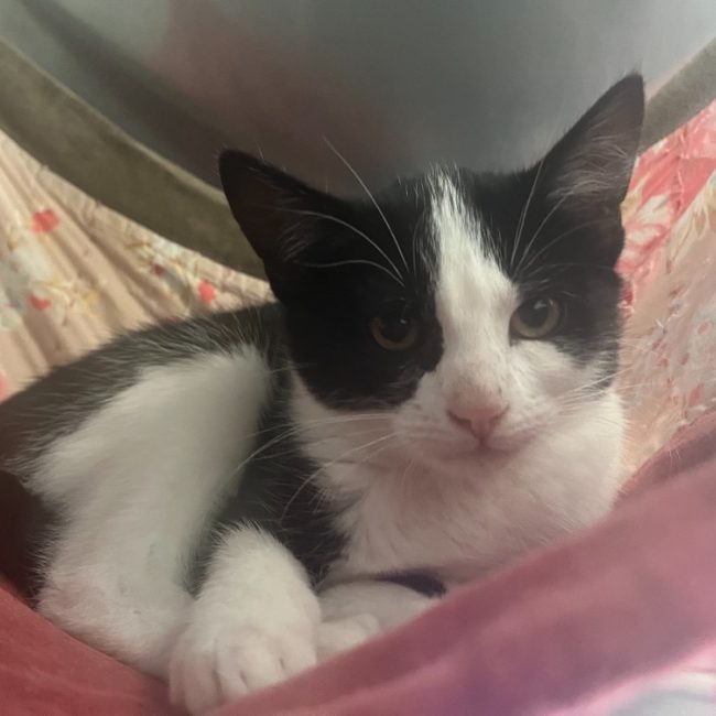 Garance - Chat Européen à adopter
