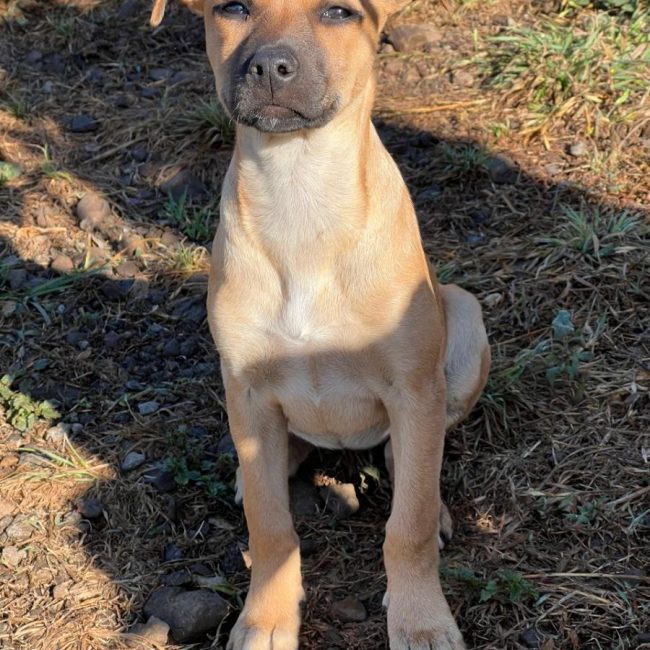 Pépite - Chien à adopter
