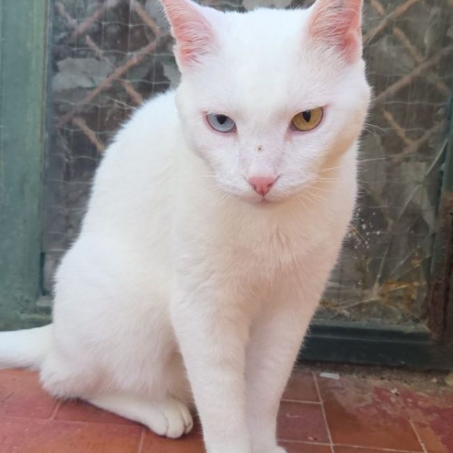 IGLOO - Chat Européen à adopter