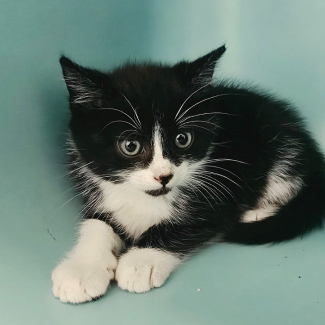 Ross - Chat Européen à adopter