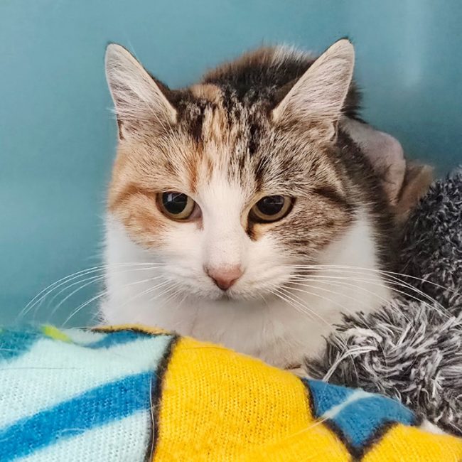 Cerise - Chat Européen à adopter