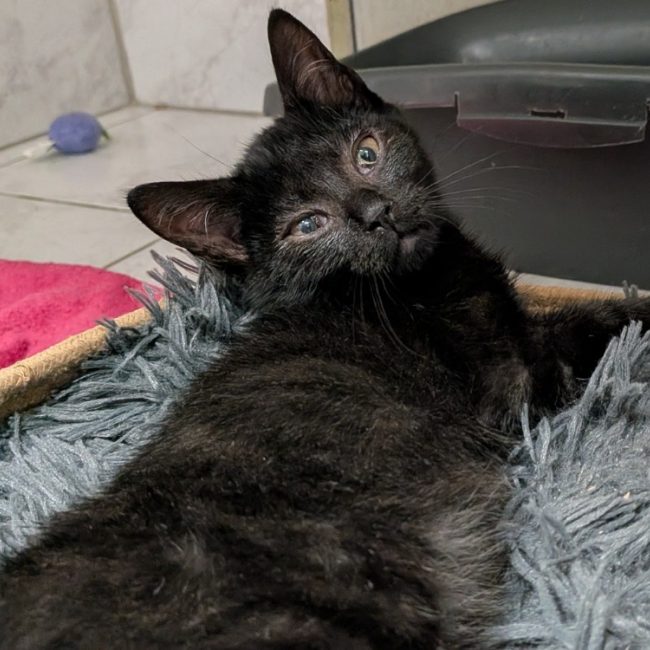 Yuzu - Chat Européen à adopter