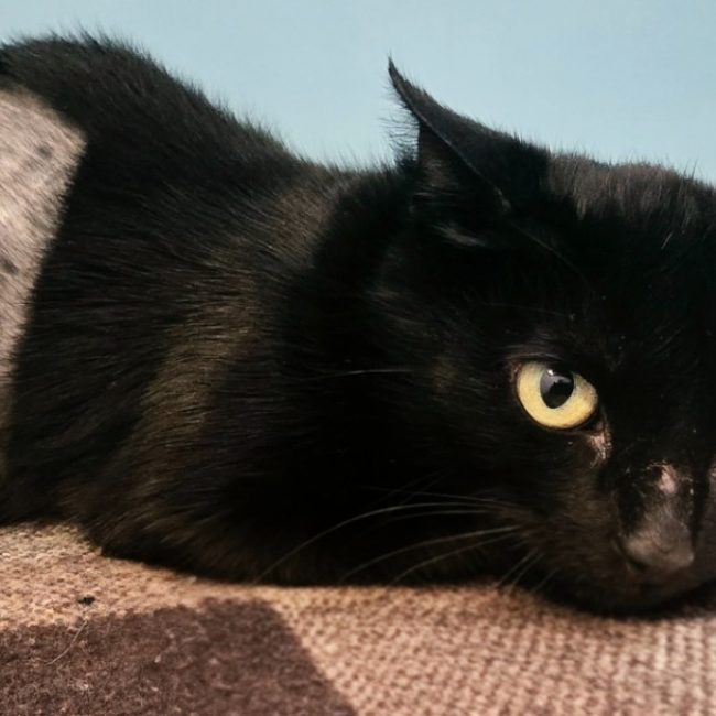 Marquise - Chat Européen à adopter