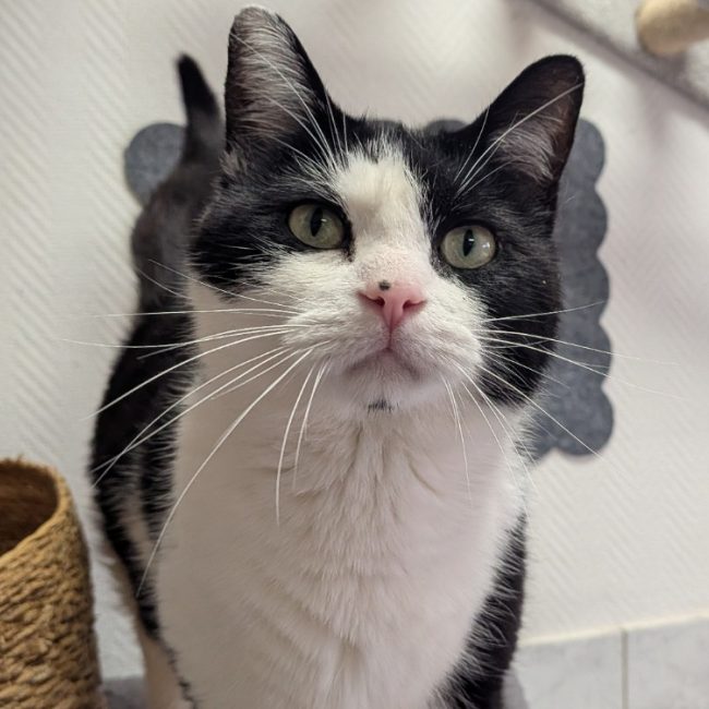 Bebe - Chat Européen à adopter