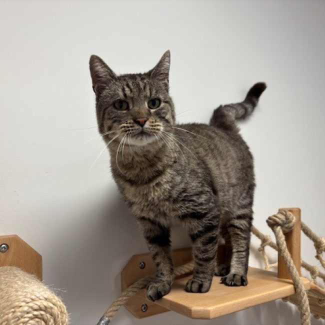Vans - Chat Européen à adopter