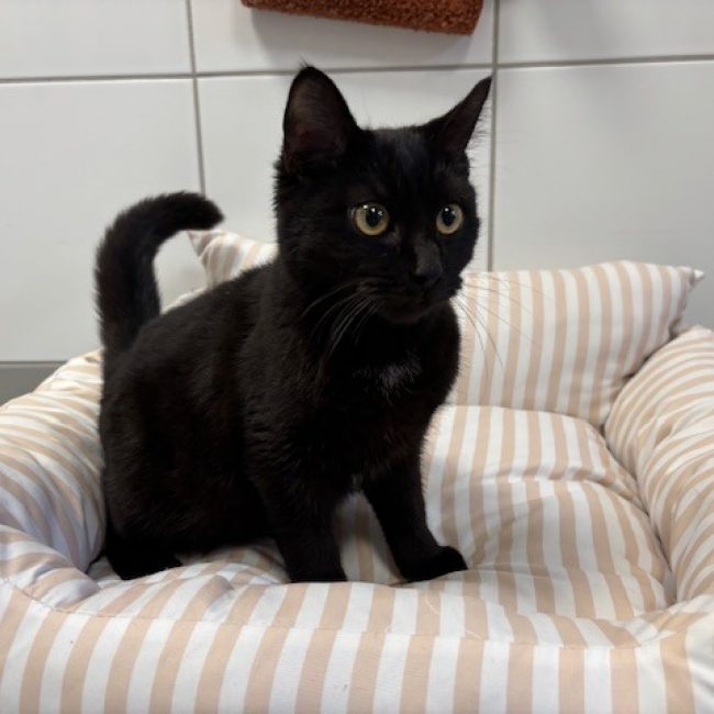 Blizz - Chat Européen à adopter