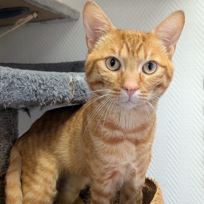Germain - Chat Européen à adopter
