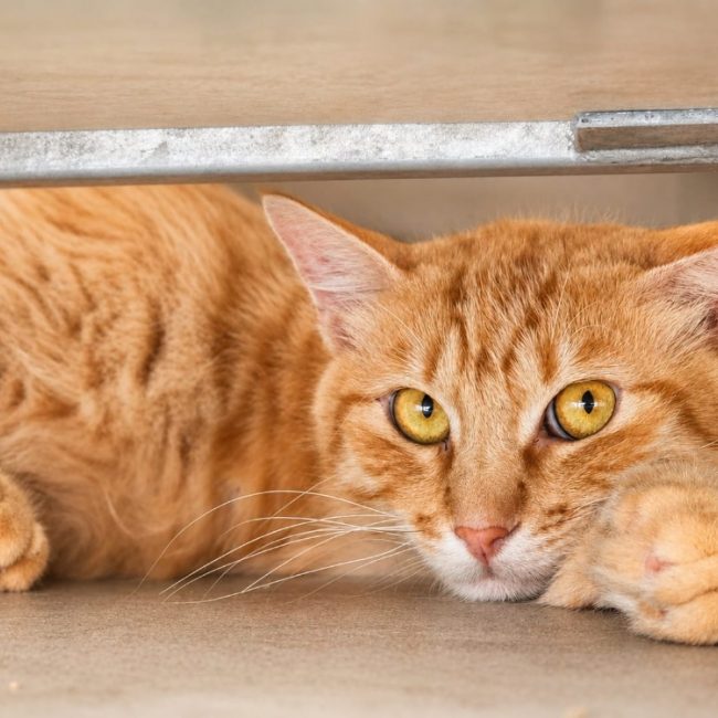 Dumbo - Chat Européen à adopter